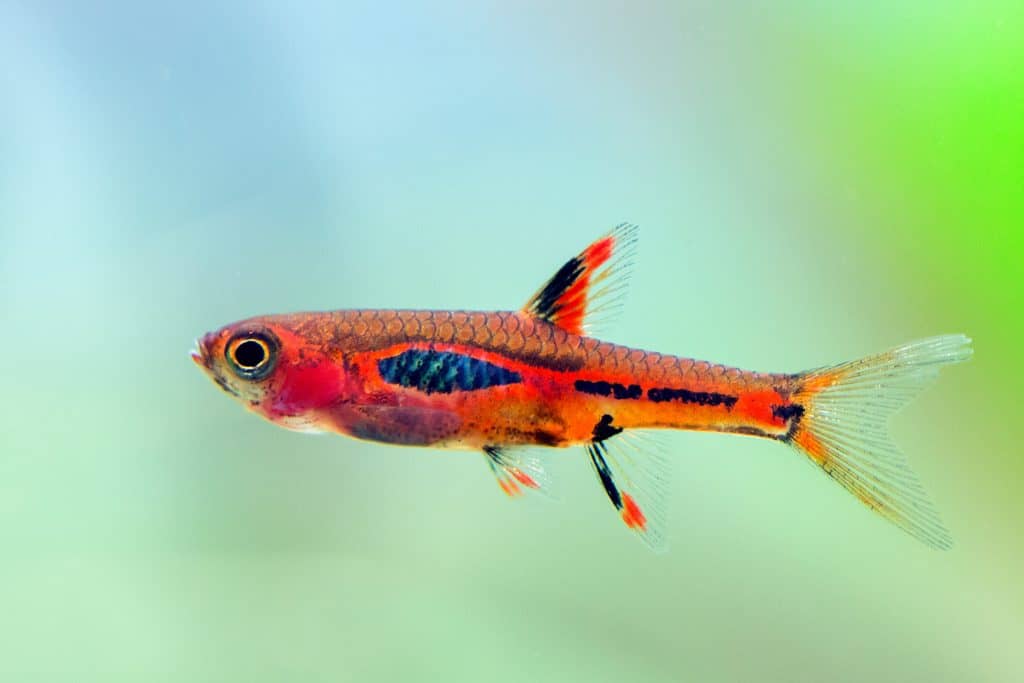 Harlequin Rasbora