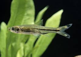 Scissortail Rasbora