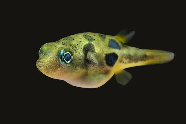 Shroeder’s Puffer (Carinotetraodon shroetederi)