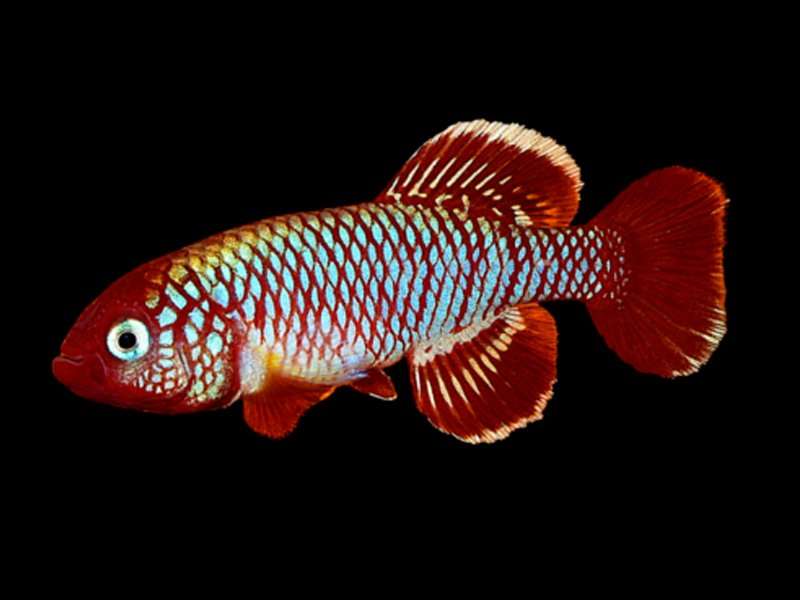 Nothobranchius eggersi / Kibiti-Utete 07