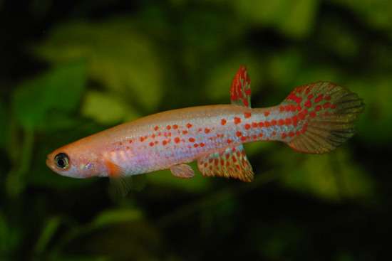 Rivulus ornatus / Rio Itaya