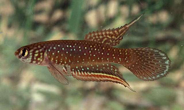 Nematolebias whitei / Sao Pedro da Aldeia