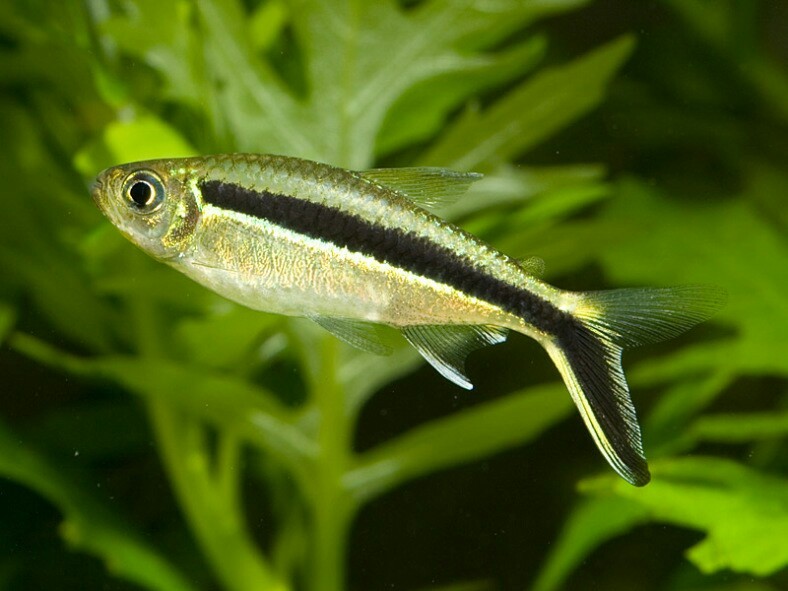 Penguin Tetra