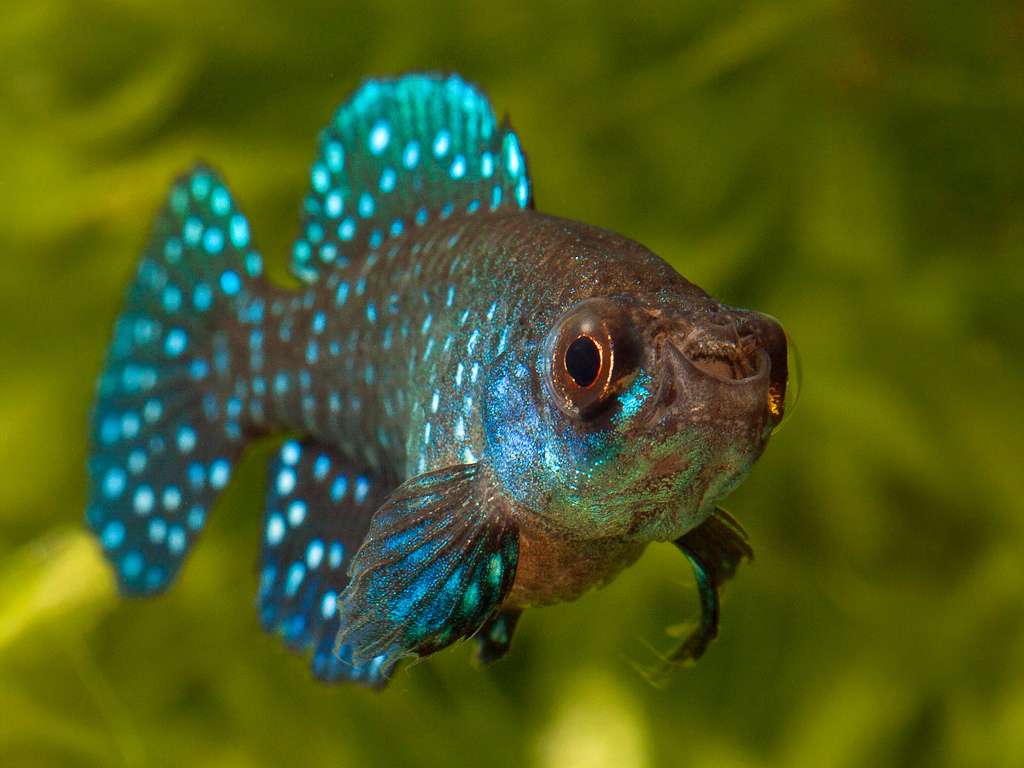 Blackfin Pearl Killifish