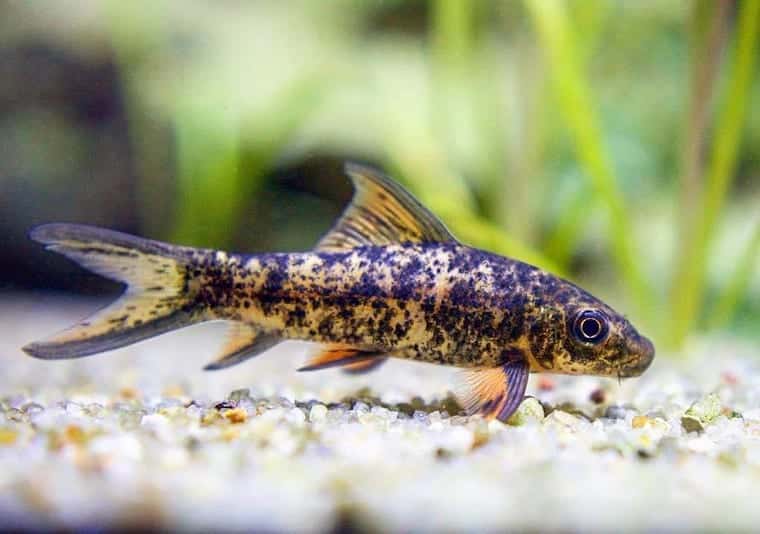 Harlequin Shark