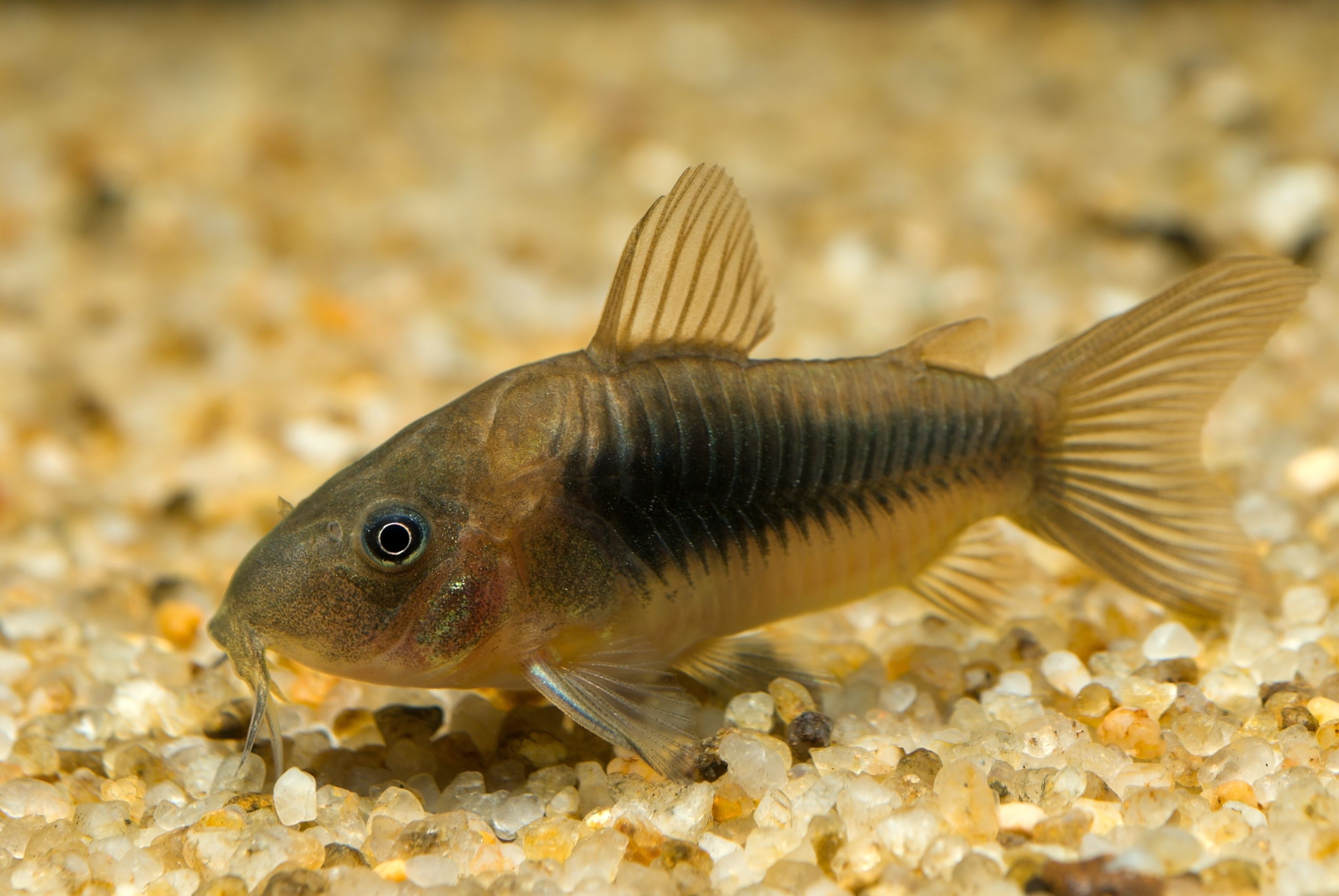 Common Brown Cory