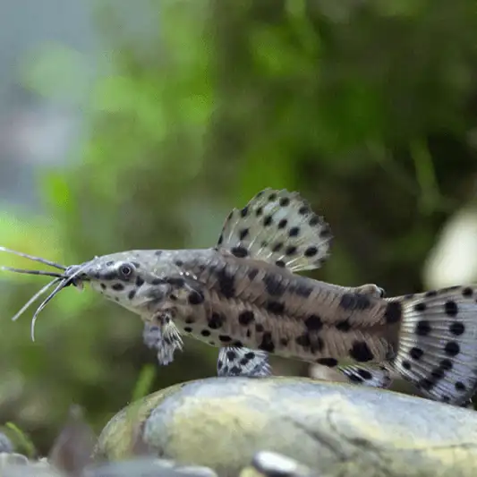 Armoured Hoplo Catfish