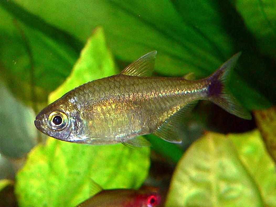 African Brass Tetra