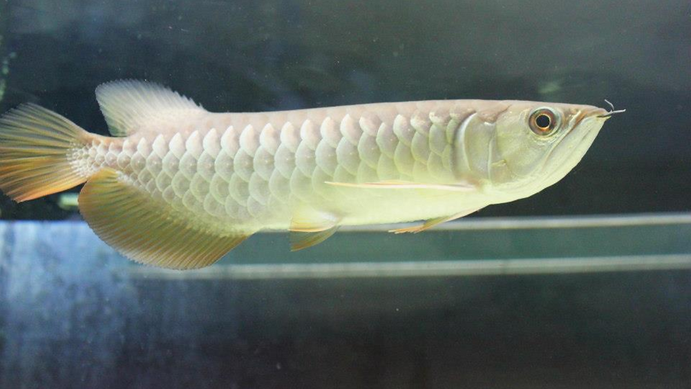Arowana