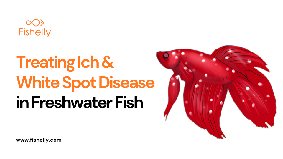 A closer look at Neon Tetra Ich Aquarium White Spot Disease