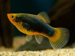 Black Platy