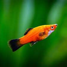 Orange Platy
