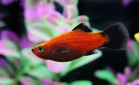 Orange Wag Platy