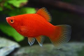 Red Coral Dwarf Platy