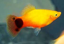 Mickey Mouse Platy