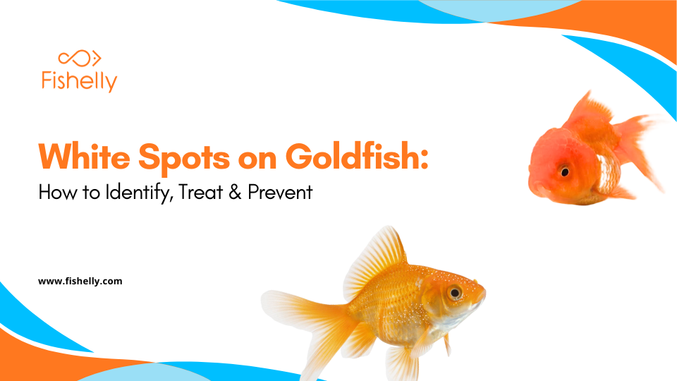 White Spots on Goldfish: Causes, Treatment & Prevention