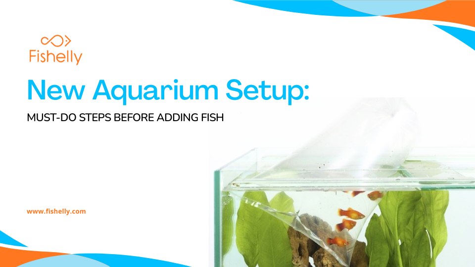 New Aquarium Setup: Must-Do Steps Before Adding Fish