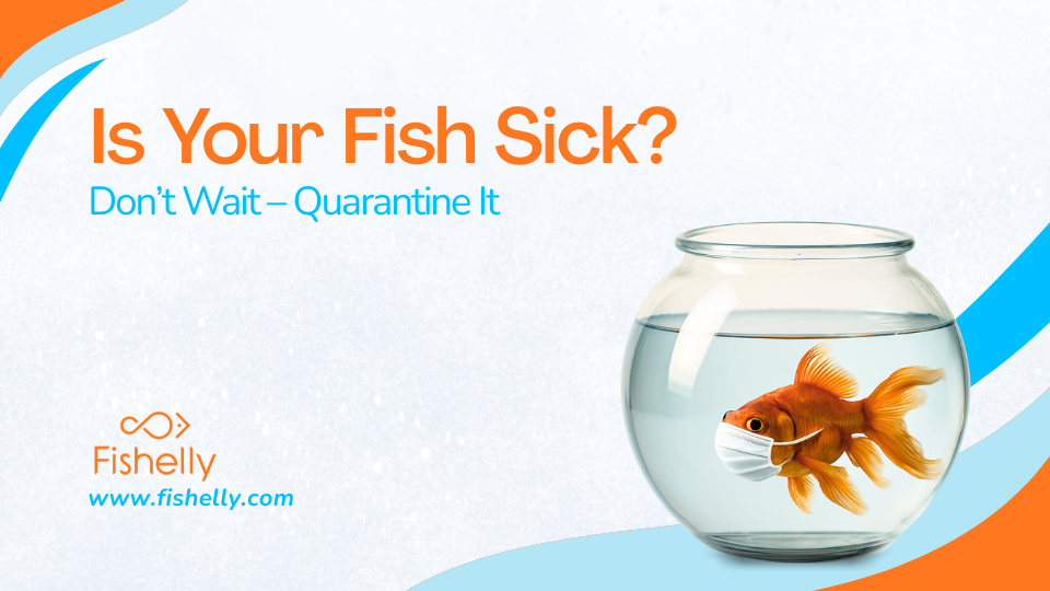 Is Your Fish Sick? Don’t Wait – Quarantine It