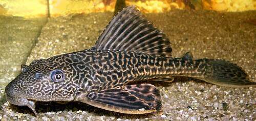 Common Pleco