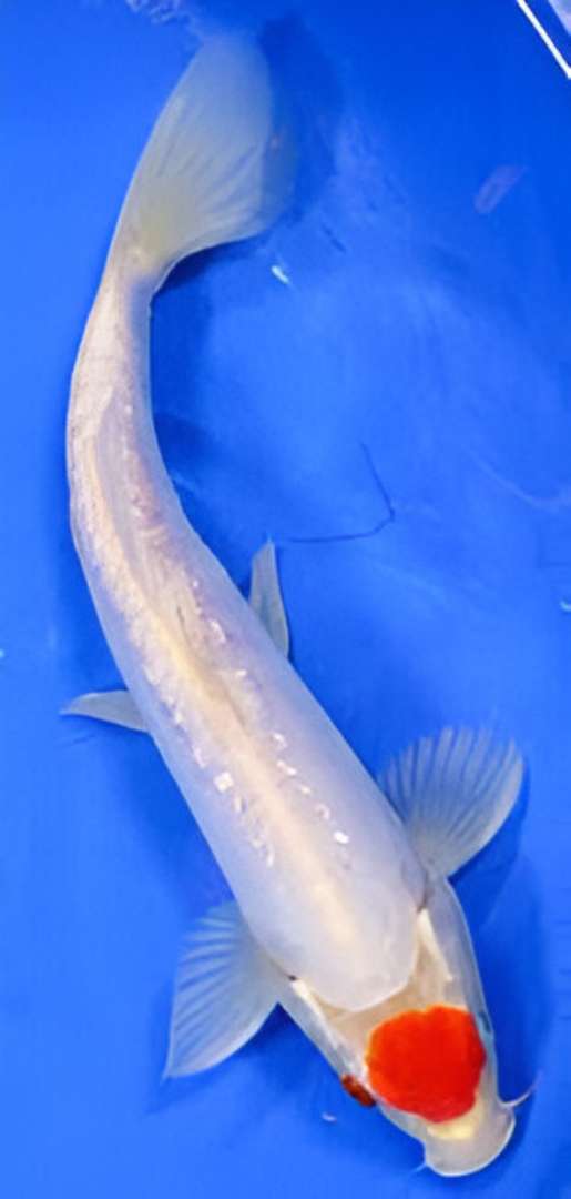Tancho Koi Fish