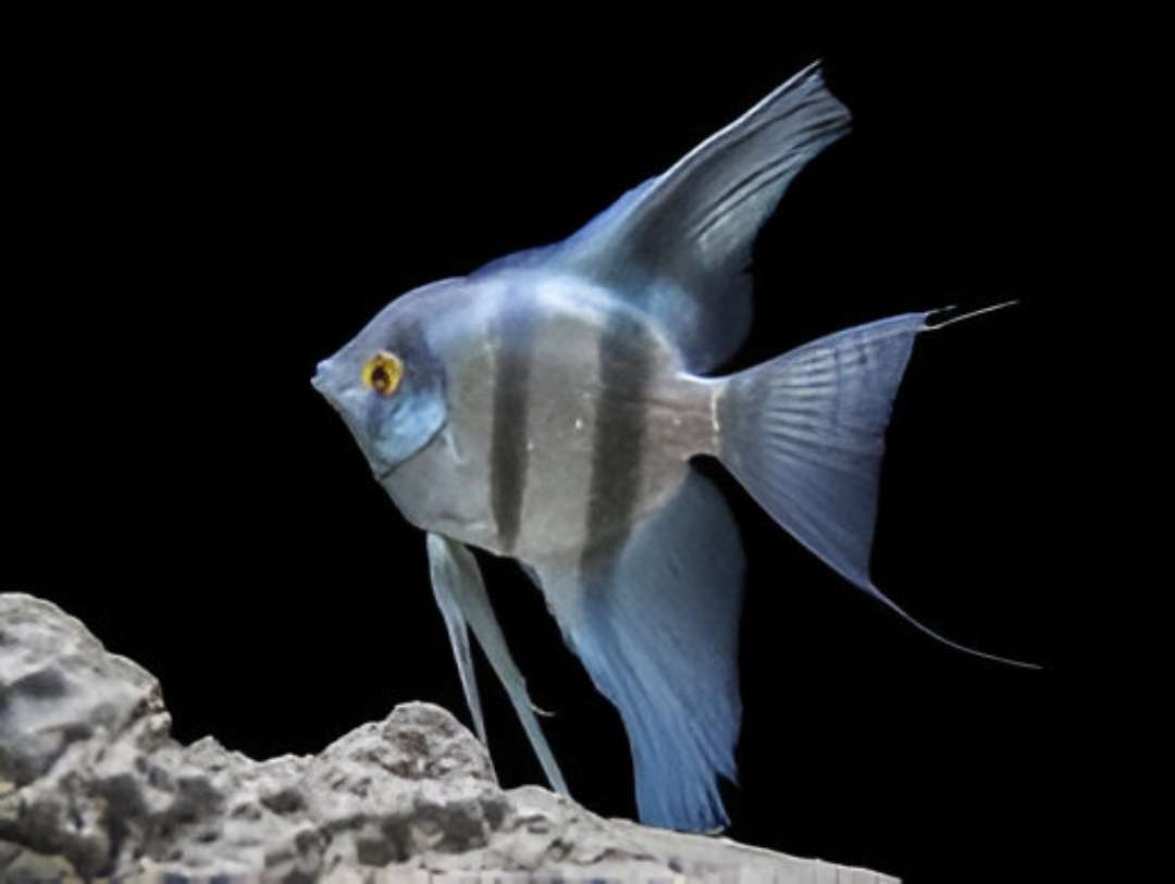 pinoy Angelfish
