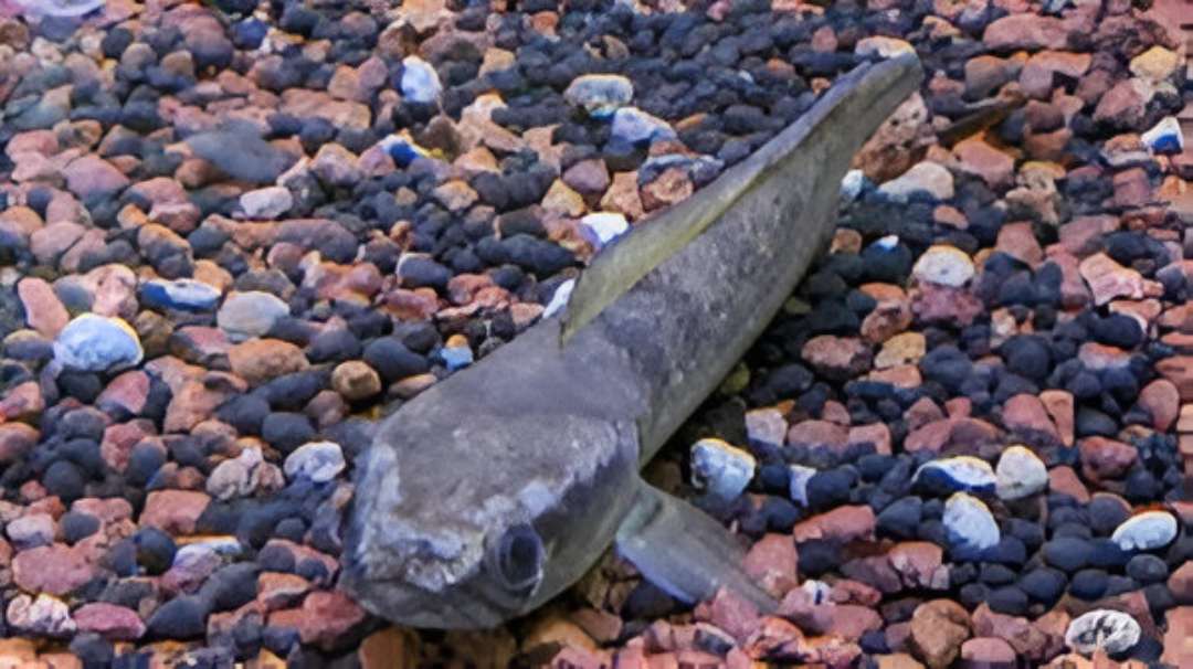 Stewart’s Channa Snakehead
