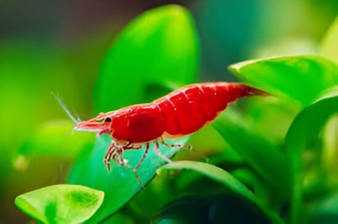 Shrimp