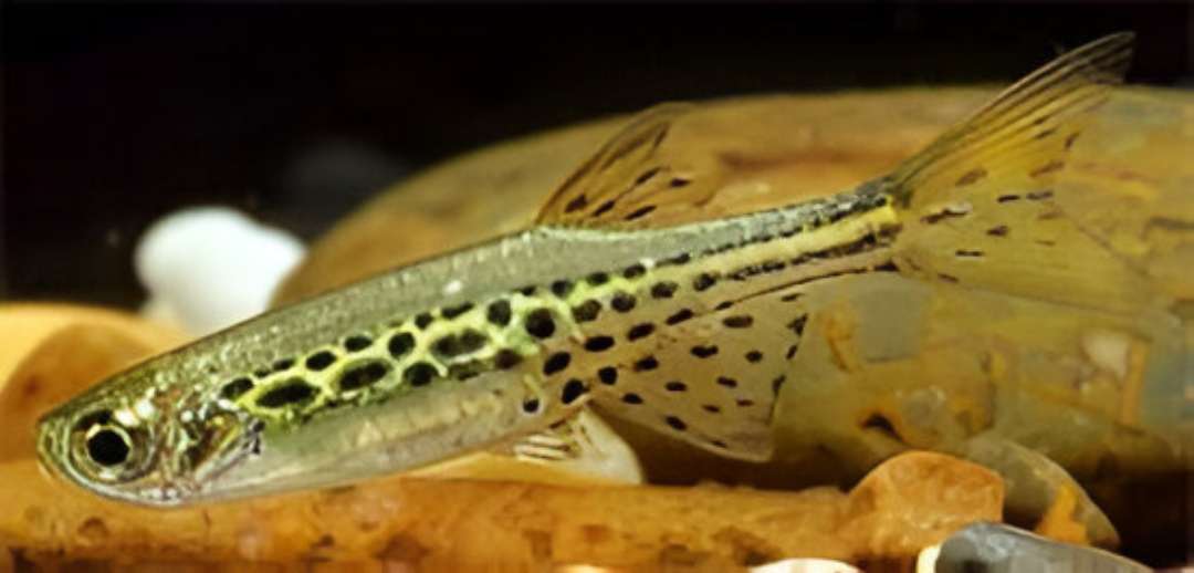 Burma Danio