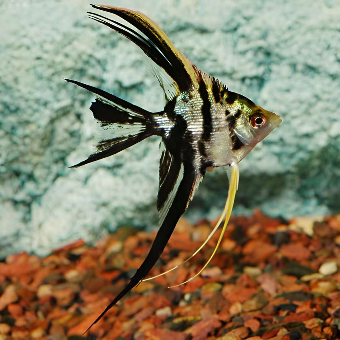 Veil Angelfish