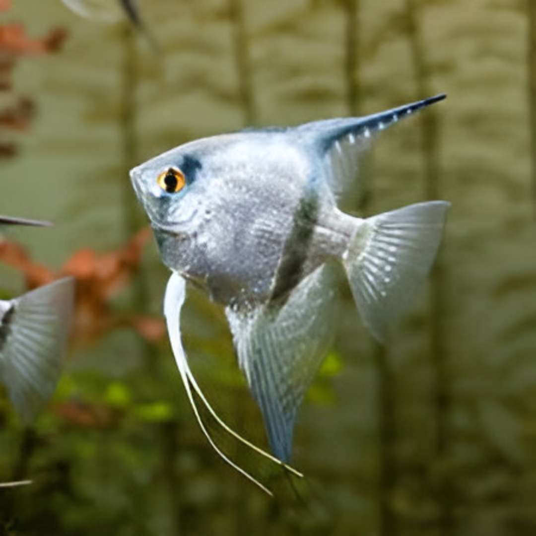 Silver Angelfish