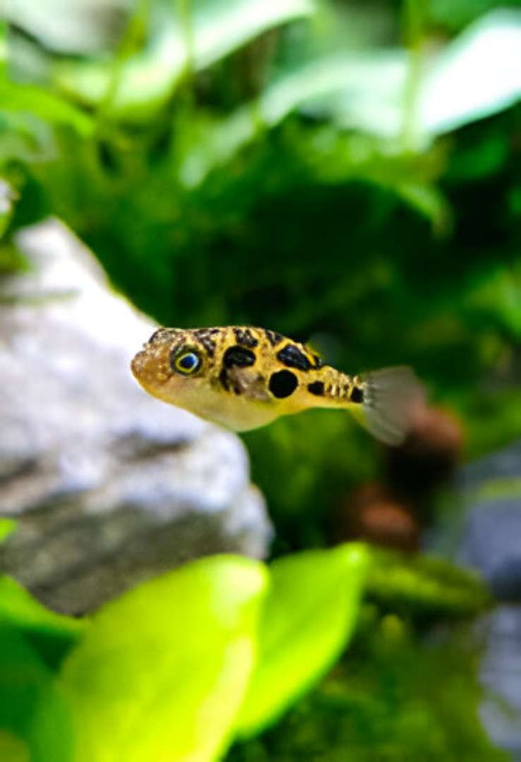 Imitator Puffer