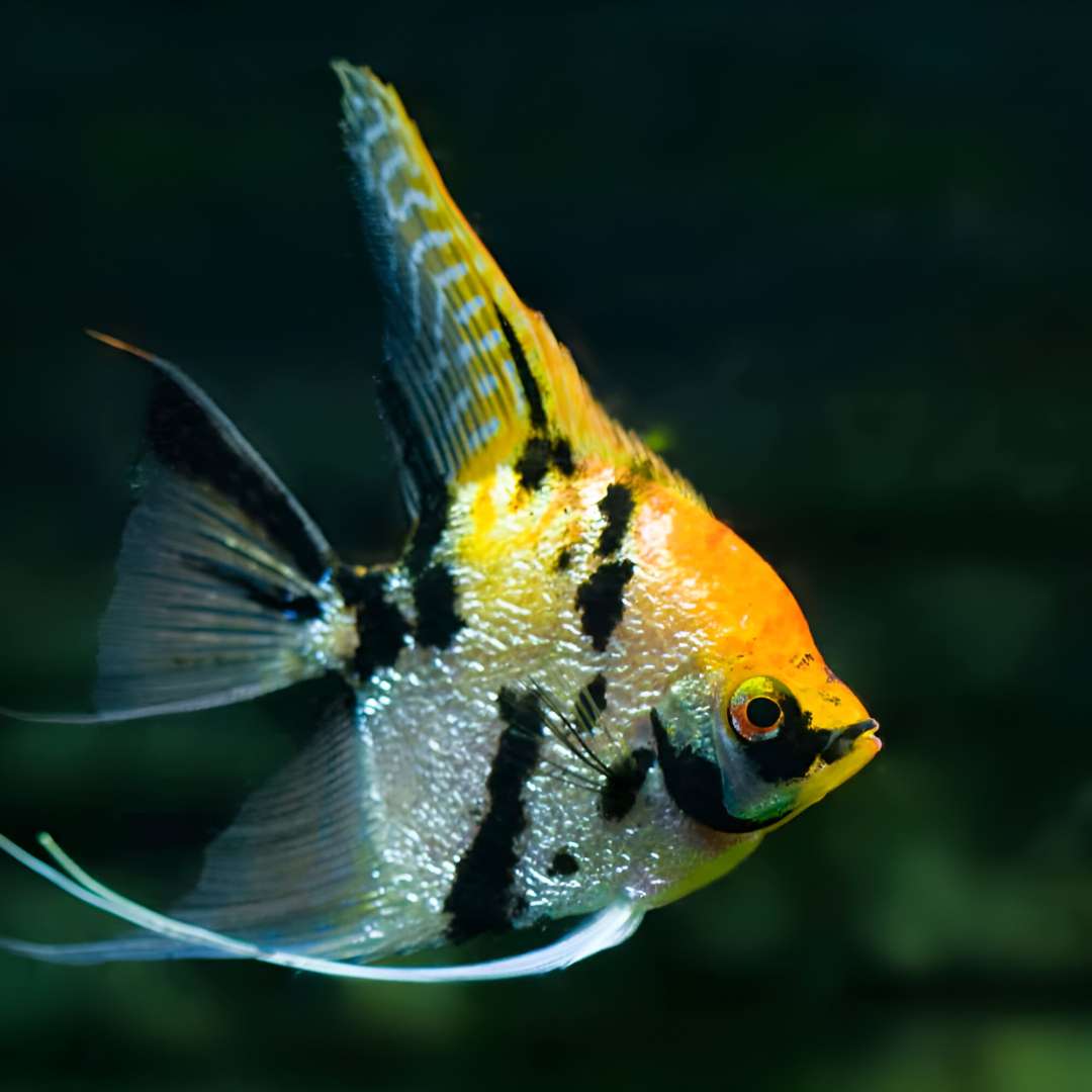 Koi - Angelfish