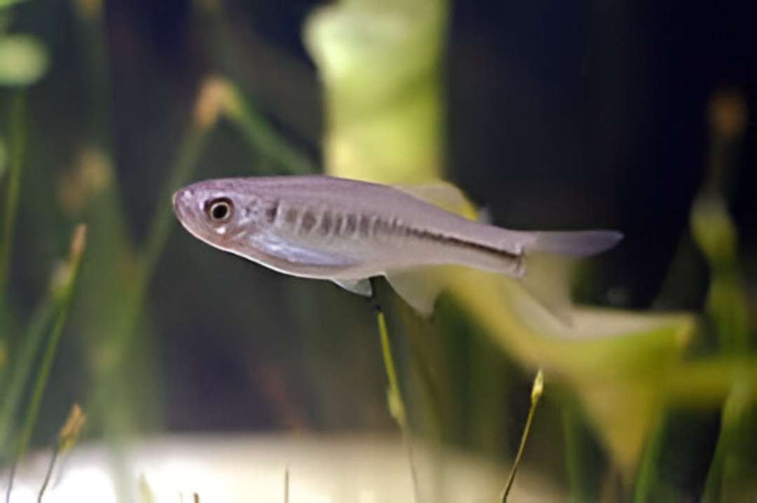 Fire Bar Danio