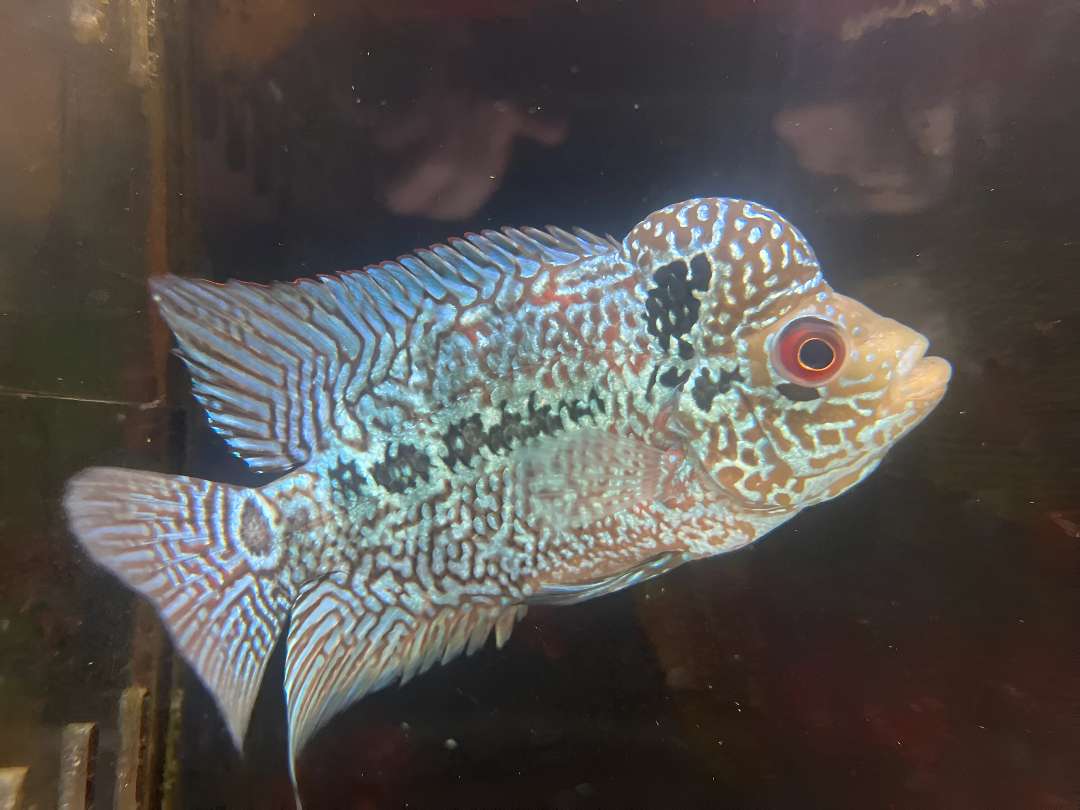 King Kamfa