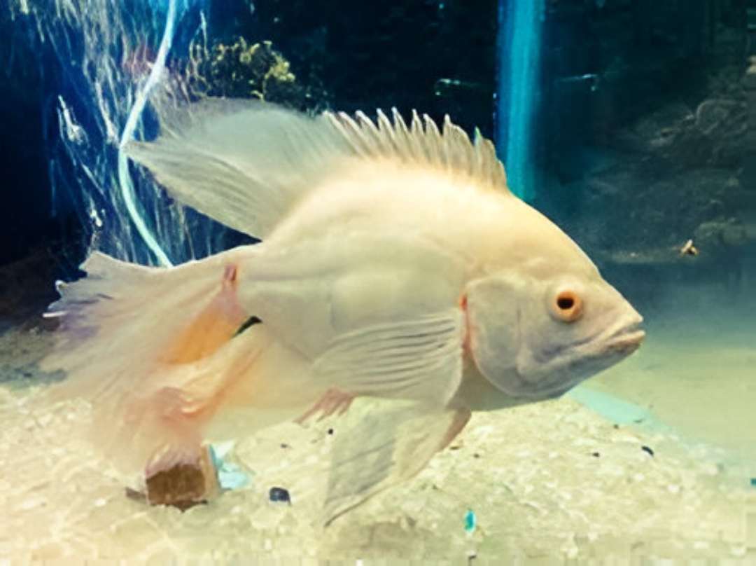 Veil Tail Oscar