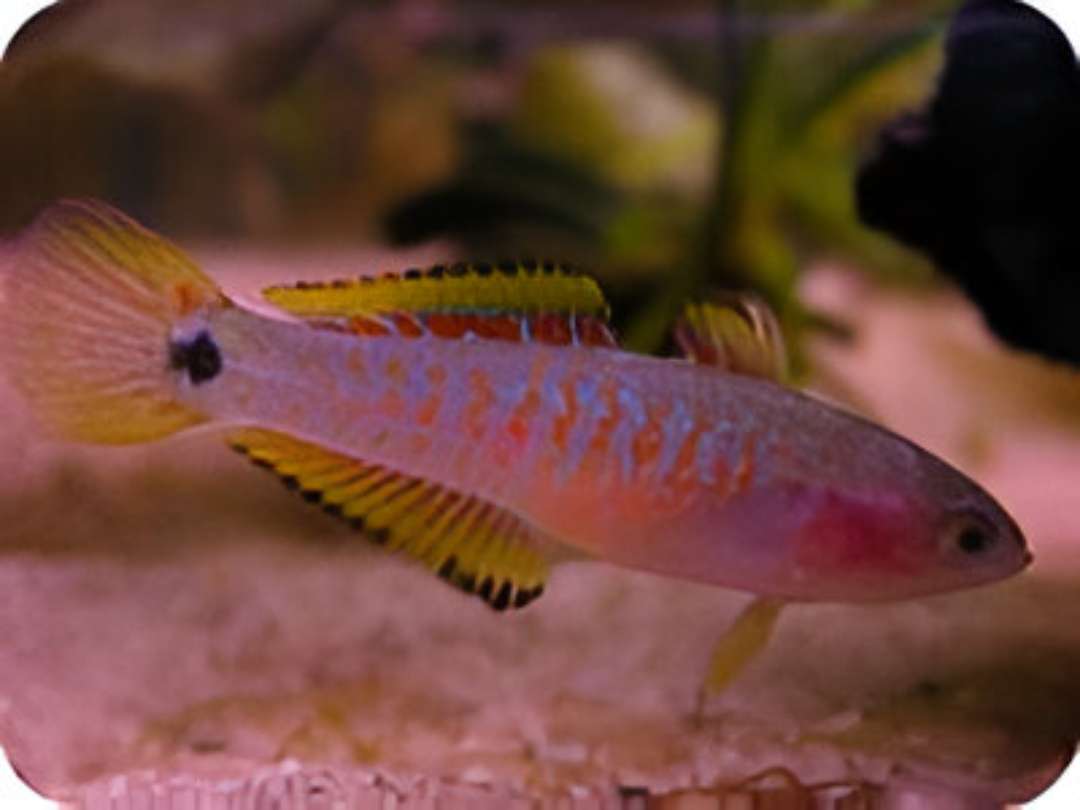 Female Eye Spot Sleeper