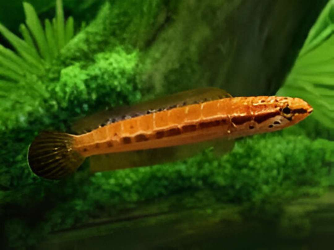 Bankan Channa Snakehead