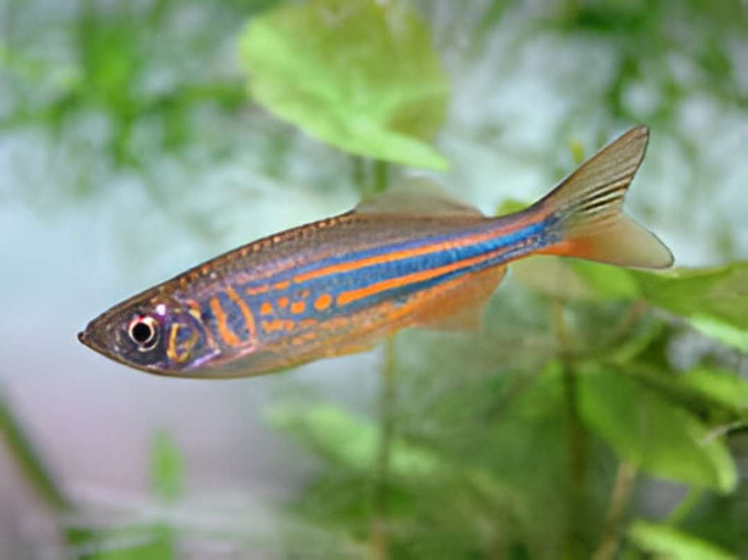 Sri Lanka Giant Danio