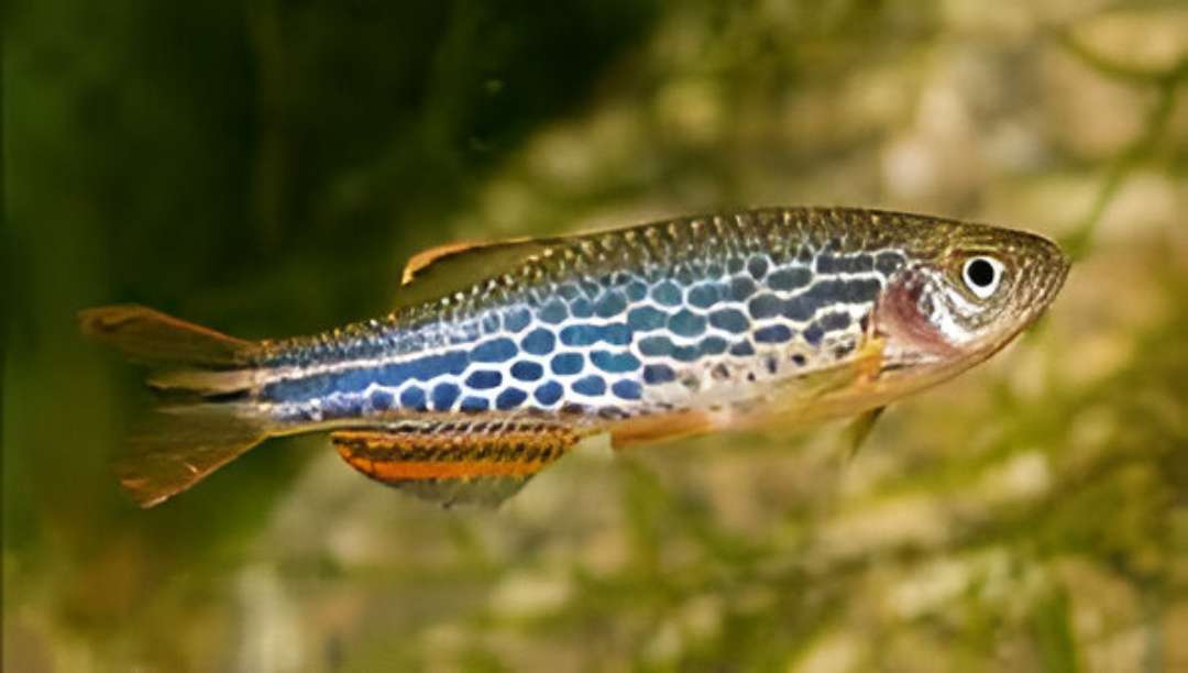 Ocelot Danio