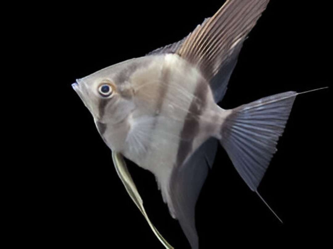 Xingu Angelfish