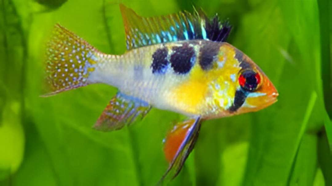 Blue Ram Cichlid