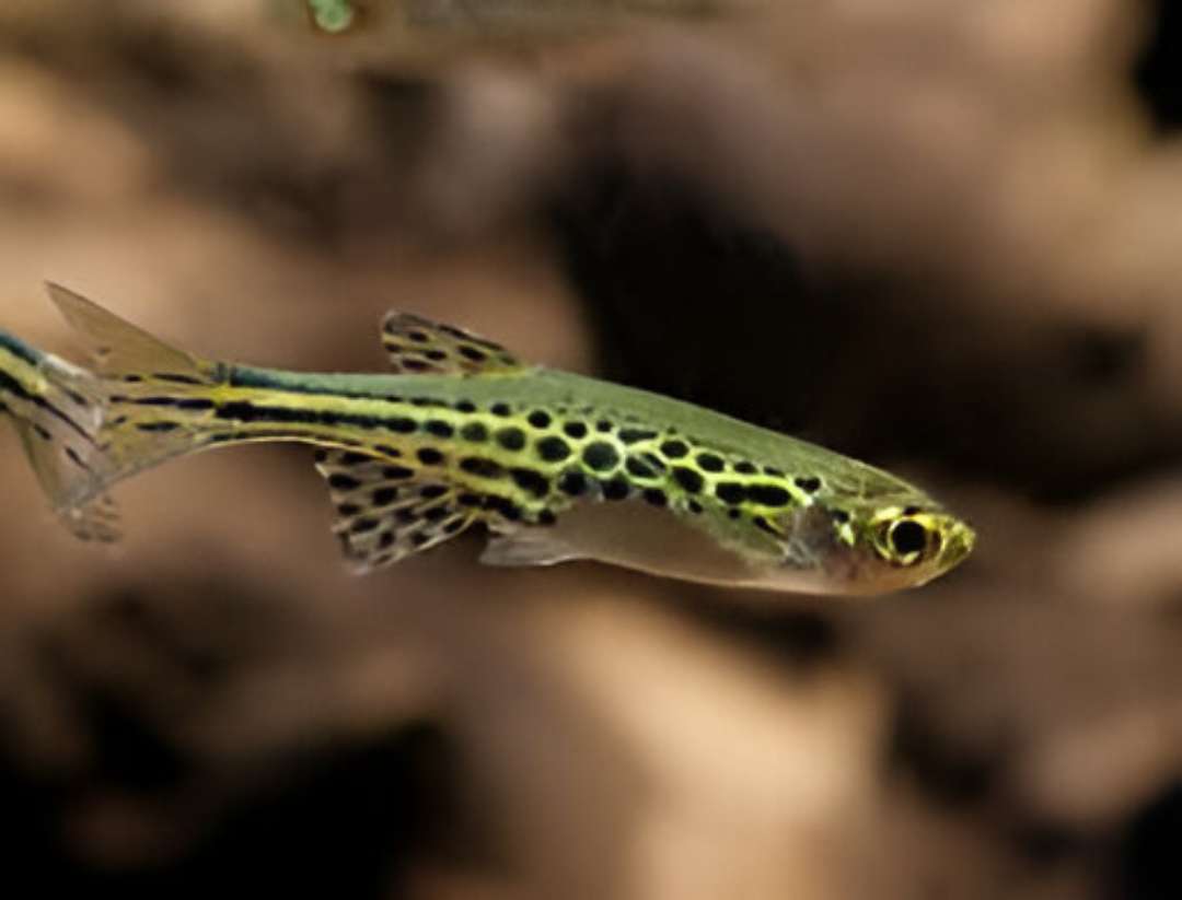 Fraser’s Danio