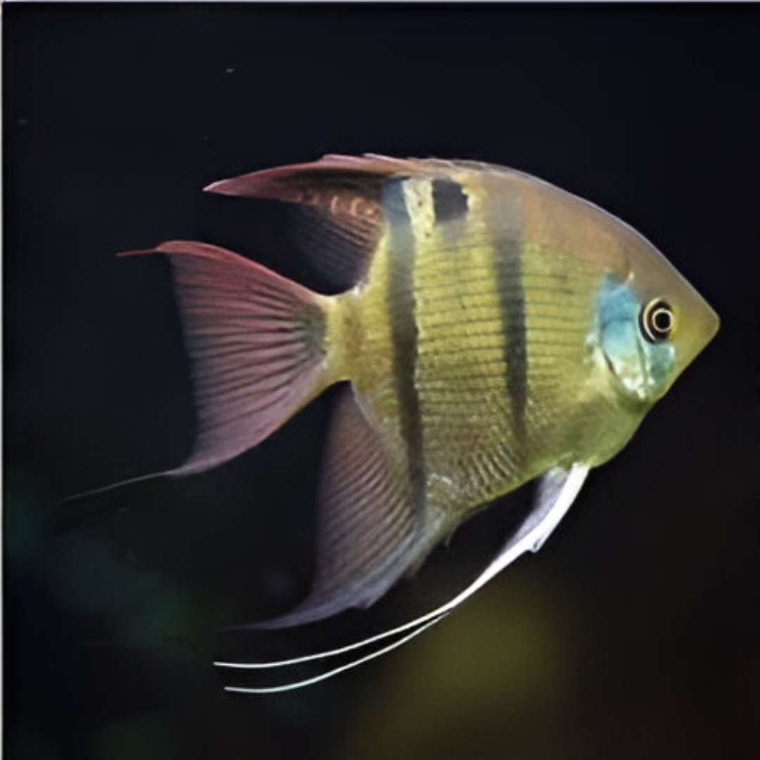 Chocolate Angelfish