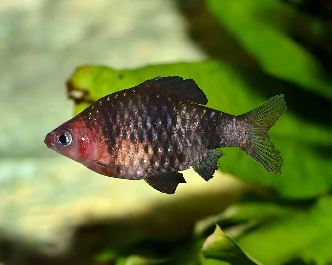 Purple-Headed Barb