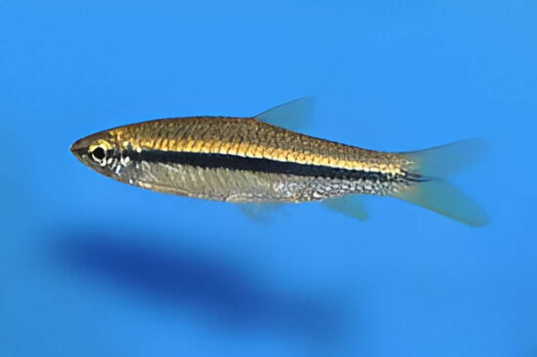 Silver Striped Rasbora / Argyrotaenia Rasbora