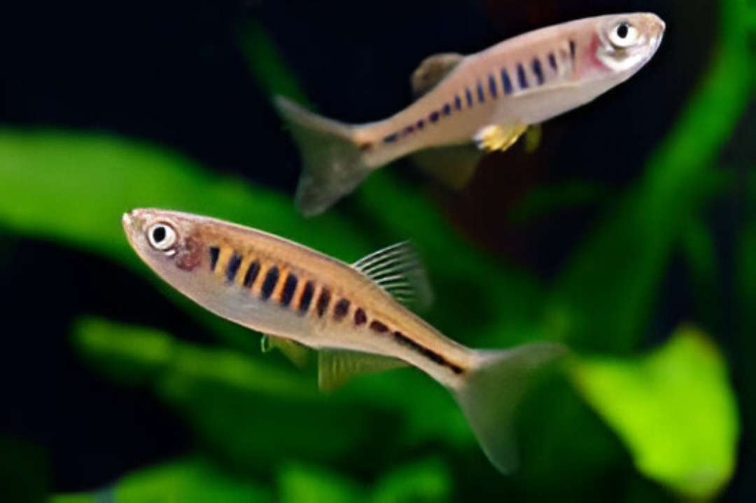 Crescent Danio