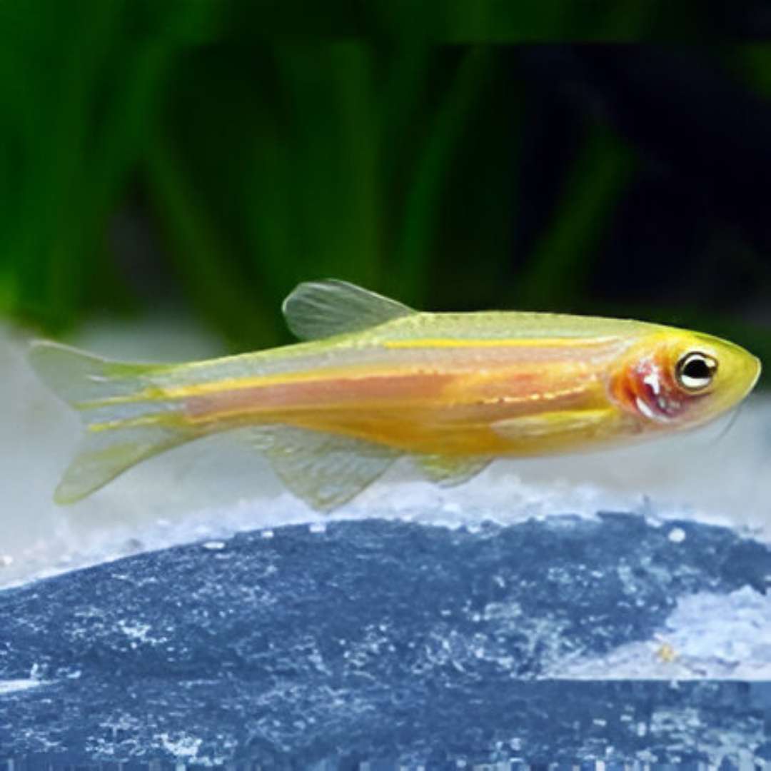 Gold Danio
