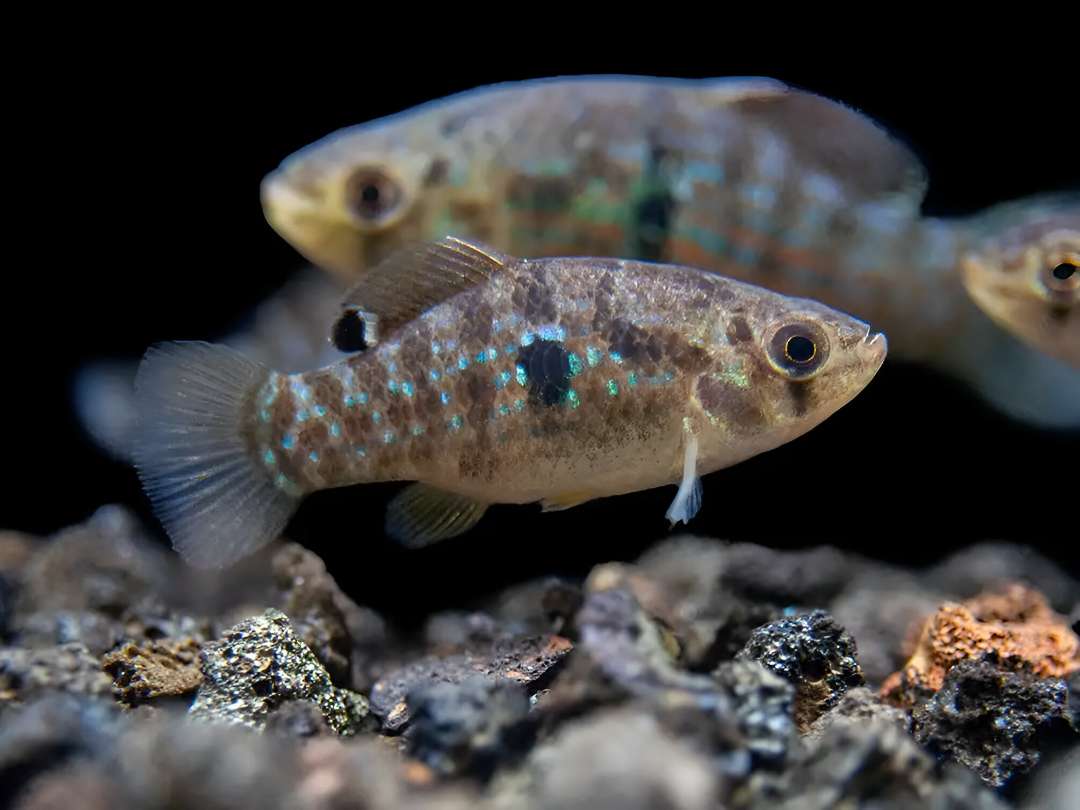American Flagfish