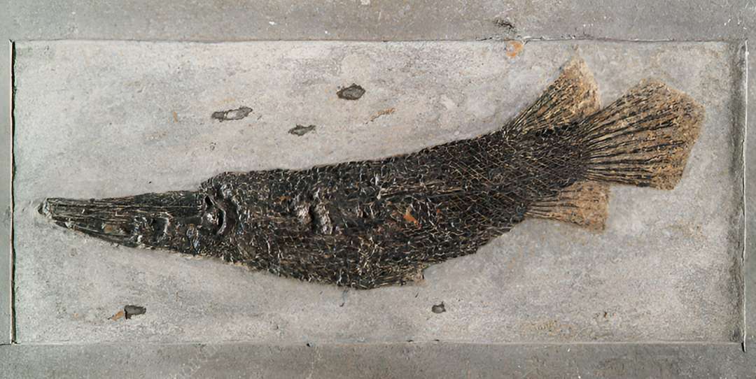 Fossil Gar