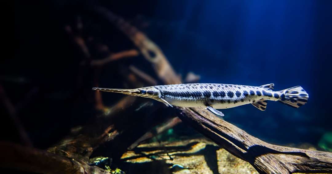 Needle Nose Gar